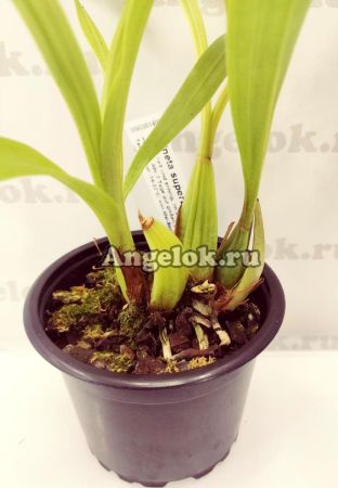 фото Ацинета (Acineta superba) от магазина магазина орхидей Ангелок