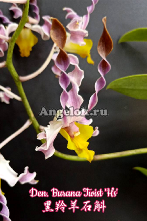 фото Дендробиум (Den. Burana Twist 'Hs') Тайвань от магазина магазина орхидей Ангелок
