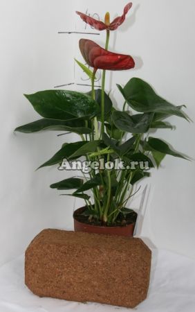 фото Кокосовый торф брикет 4 л от магазина магазина орхидей Ангелок