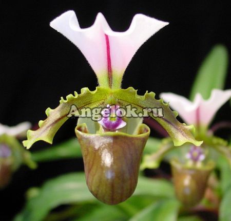 фото Пафиопедилюм (Paphiopedilum Specerianum) от магазина магазина орхидей Ангелок