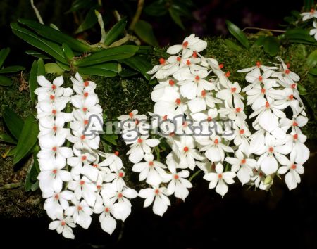 фото Аэрангис (Aerangis rhodostricta) от магазина магазина орхидей Ангелок