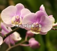 Фаленопсис (Phalaenopsis ) ph-20