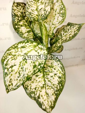 фото Аглаонема (Aglaonema White Anyamanee) от магазина магазина орхидей Ангелок