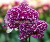 фото Фаленопсис Дикий кот детка (Phalaenopsis Lioulin Wild Cat) от магазина магазина орхидей Ангелок