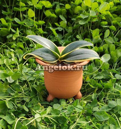 фото Горшок для неофинетии глина d-9 от магазина магазина орхидей Ангелок