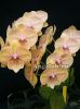 фото Фаленопсис Биг Лип детка (Phalaenopsis JC Stars Shining) Тайвань от магазина магазина орхидей Ангелок