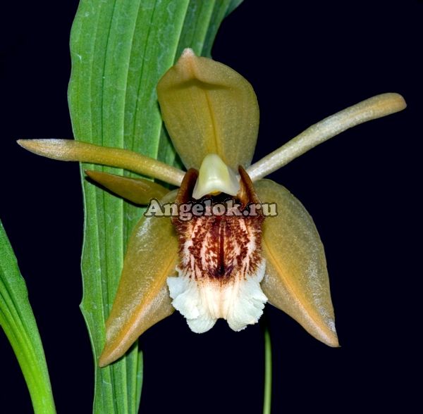 фото Целогина прекрасная (Coelogyne speciosa) от магазина магазина орхидей Ангелок
