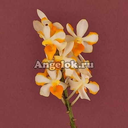 фото Вандопсис (Vdnps. Pulcherrimin) Тайвань от магазина магазина орхидей Ангелок