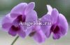 фото Дендробиум фаленопсис мини (Dendrobium Phalaenopsis ) d-05 от магазина магазина орхидей Ангелок
