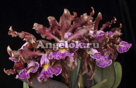 фото Каттлея Шиллера (Cattleya schilleriana) детка от магазина магазина орхидей Ангелок