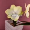 Фаленопсис Биг Лип (Phalaenopsis GC Reyoung Sara) Тайвань