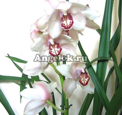 фото Цимбидиум Кети Флер (Cymbidium Katy Flor) от магазина магазина орхидей Ангелок