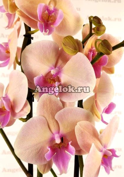 фото Фаленопсис Биг Лип Пастелло (Phalaenopsis Pastello Kiss) от магазина магазина орхидей Ангелок