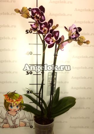 Фаленопсис (Phalaenopsis ) ph-129