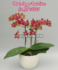 фото Фаленопсис (Phalaenopsis Sogo Red Star) Тайвань от магазина магазина орхидей Ангелок