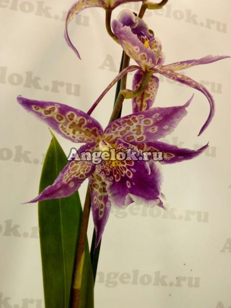 фото Камбрия (Purple Princess) от магазина магазина орхидей Ангелок