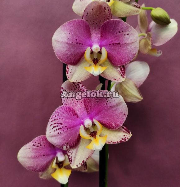 фото Фаленопсис Пиниф (Phalaenopsis Pinyf) от магазина магазина орхидей Ангелок