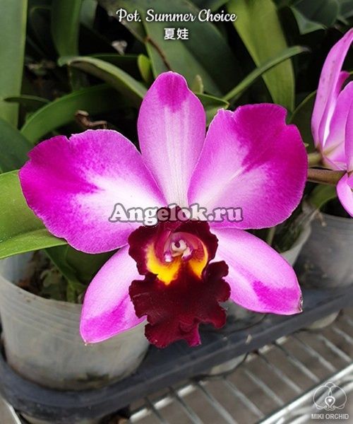 фото Каттлея (Pot. Summer Choice) Тайвань от магазина магазина орхидей Ангелок