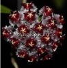 фото Хойя (Hoya sp. ut 042) черенок от магазина магазина орхидей Ангелок