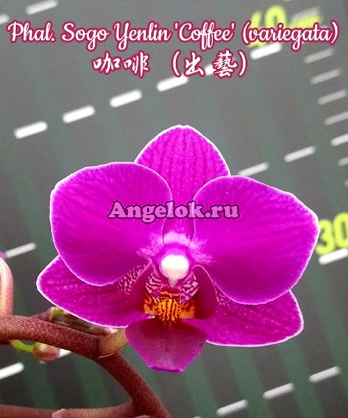 фото Фаленопсис вариегатный (Phalaenopsis Sogo Yenlin 'Coffee') Тайвань от магазина магазина орхидей Ангелок