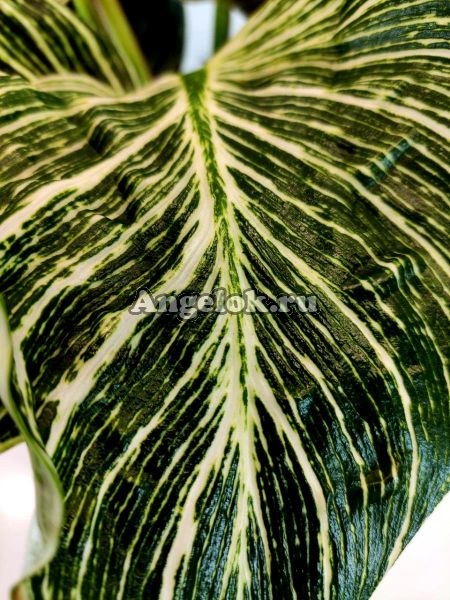 фото Филодендрон Биркин (Philodendron 'birkin' 'White Wave') от магазина магазина орхидей Ангелок