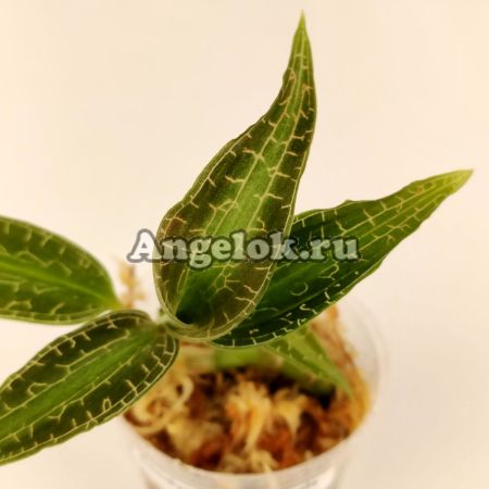 фото Гудиера (Goodyera malipoensis) от магазина магазина орхидей Ангелок