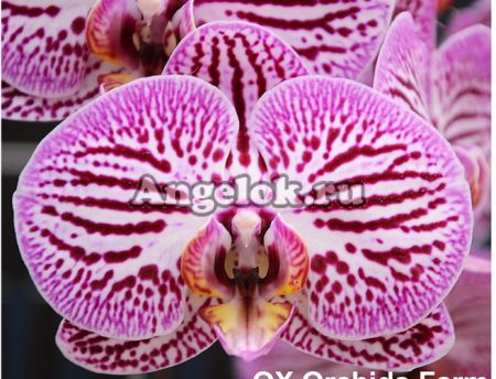 фото Фаленопсис (P. OX Black Tea) Тайвань от магазина магазина орхидей Ангелок