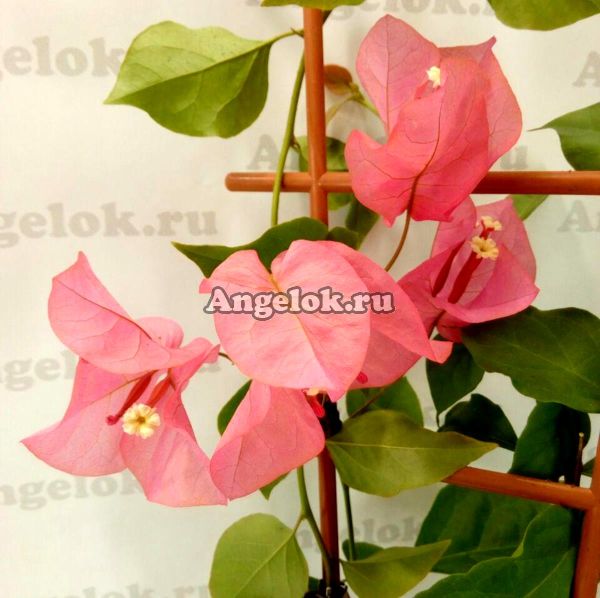 фото Бугенвиллия розовая (Bougainvillea Donya) от магазина магазина орхидей Ангелок