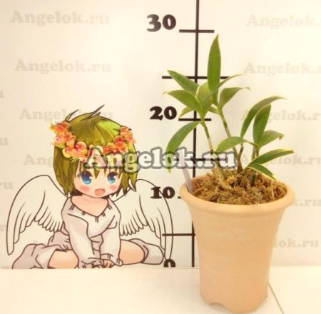 фото Горшок для орхидеи глина d-10 от магазина магазина орхидей Ангелок