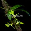 фото Саркохилус (Sarcochilus olivaceus) от магазина магазина орхидей Ангелок