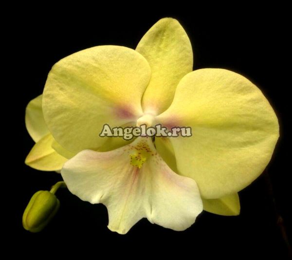 фото Фаленопсис Биг Лип (Phalaenopsis KS Big Stone) Тайвань от магазина магазина орхидей Ангелок