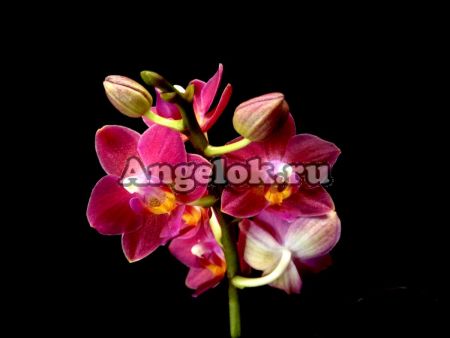 фото Фаленопсис мини (Phalaenopsis Brazilian Fever) от магазина магазина орхидей Ангелок