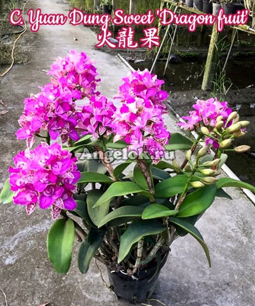 фото Каттлея (C. Yuan Dung Sweet 'Dragon fruit') Тайвань от магазина магазина орхидей Ангелок
