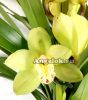 фото Цимбидиум (Cymbidium Paddy Green) зеленый от магазина магазина орхидей Ангелок