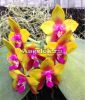 фото Фаленопсис (Phalaenopsis Dragon Tree Eagle “DT168”) от магазина магазина орхидей Ангелок