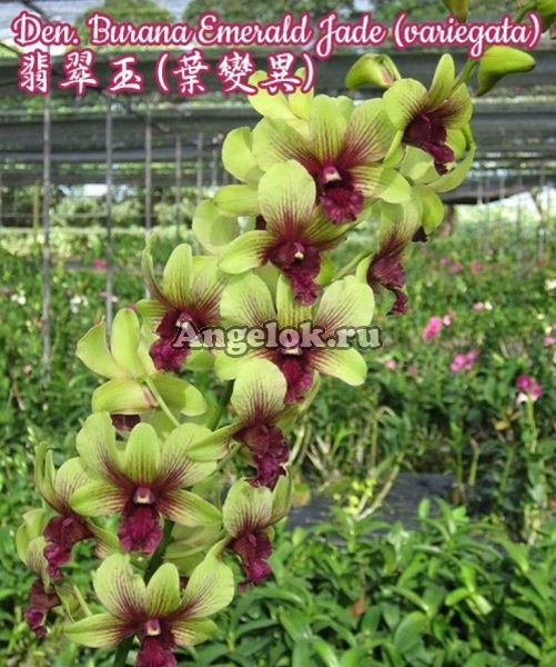 фото Дендробиум пестролистный (Den. Burana Emerald Jade (variegata) Тайвань от магазина магазина орхидей Ангелок
