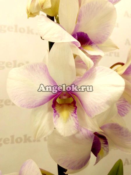 фото Дендробиум фаленопсис (Dendrobium) d-28 от магазина магазина орхидей Ангелок