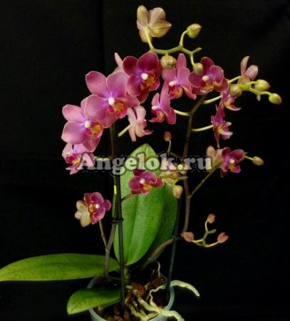 фото Фаленопсис Парфюмерная фабрика (Phalaenopsis Dusty Belle) от магазина магазина орхидей Ангелок