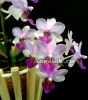 фото Фаленопсис Льюис Берри (Phalaenopsis Liu's Berry) Тайвань от магазина магазина орхидей Ангелок