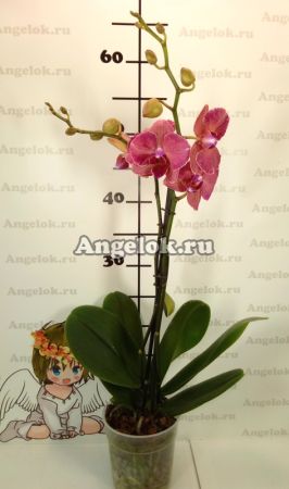 Фаленопсис (Phalaenopsis ) ph-85
