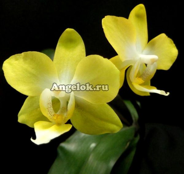 Фаленопсис (Phalaenopsis I-Hsin Beaming Sun) Тайвань
