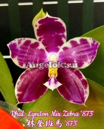 фото Фаленопсис детка (Phalaenopsis Lyndon Mix Zebra '873') Тайвань от магазина магазина орхидей Ангелок