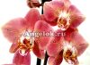 Фаленопсис Леко Фантастик (Phalaenopsis Leco Fantastic)