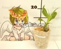 фото Цикнодес пестролистный (Cyc.Wine Delight variation of leaf) от магазина магазина орхидей Ангелок