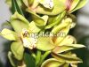 фото Цимбидиум (Cymbidium) c-11 от магазина магазина орхидей Ангелок
