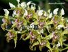 Дендробиум Пульхрум (Dendrobium pulchrum)