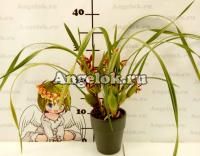 фото Максиллярия тонколистная (Maxillaria tenuifolia) от магазина магазина орхидей Ангелок