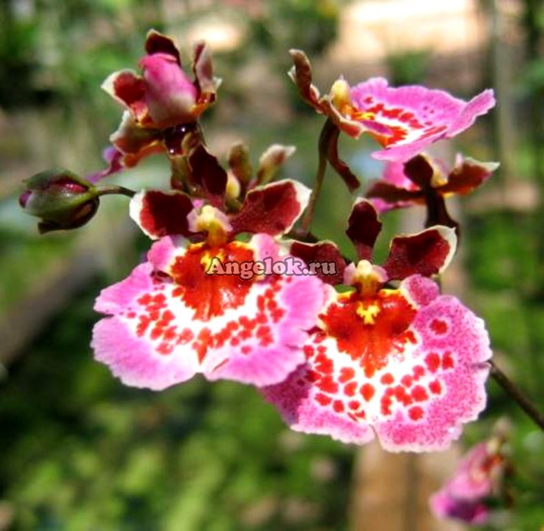 Толумния (Tolumnia Jairak Rainbow) Каталог орхидей - фаленопсисов, каттлей, ванд, дендробиумов со всего мира от интернет магазина Ангелок