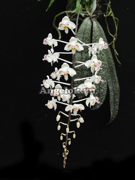 фото Фаленопсис целебесский (Phalaenopsis celebensis) от магазина магазина орхидей Ангелок