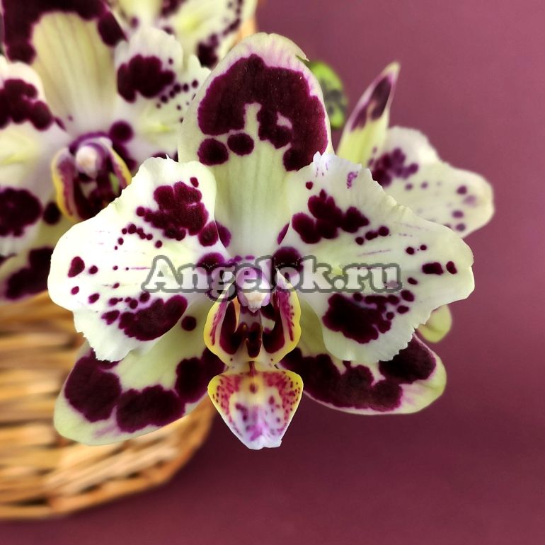 Фаленопсис бабочка Спанч Боб (Phalaenopsis OX Sponge Bob (peloric - 2 eyes))